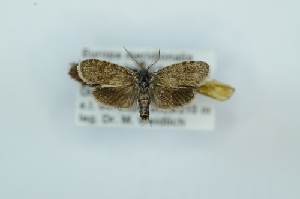  (Typhonia sp. nov - CMW_BC0652)  @11 [ ] copyright (2025) Unspecified POESE