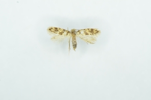  ( - CMW_BC0683)  @11 [ ] copyright (2025) Unspecified POESE