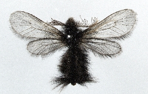  (Ptilocephala atrella - CWA BC0014)  @14 [ ] Copyright (2015) Unspecified POESE
