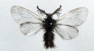  (Ptilocephala piae - CWA BC0017)  @11 [ ] Copyright (2015) Unspecified POESE