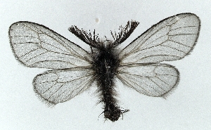  (Ptilocephala lessei - CWA BC0028)  @14 [ ] Copyright (2015) Unspecified POESE