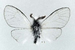  (Ptilocephala leschenaulti - CWA BC0032)  @14 [ ] Copyright (2015) Unspecified POESE
