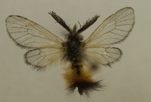  (Ptilocephala moncaunella - CWA BC0063)  @11 [ ] Copyright (2019) Unspecified POESE