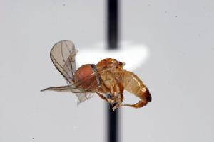  (Collinias dolabratus - FBA-88800)  @14 [ ] CreativeCommons - Attribution Non-Commercial (2010) Jeffrey H. Skevington Agriculture and Agri-Food Canada