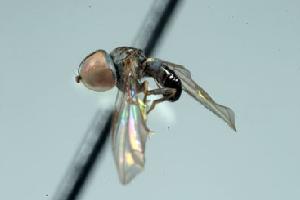  (Microcephalops sp. 2A - FBA-5434)  @12 [ ] CreativeCommons - Attribution Non-Commercial (2010) Jeffrey H. Skevington Agriculture and Agri-Food Canada