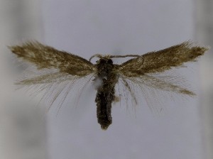  (Stigmella salixmyrtilloides_MM - CCDB-45342-H11)  @11 [ ] CreativeCommons - Attribution Non-Commercial Share-Alike (2023) Gregory R. Pohl Natural Resources Canada, Canadian Forest Service, Northern Forestry Centre, Edmonton, AB, Canada