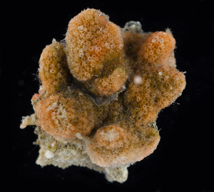  (Celleporina souleae - BOIMB_0022)  @11 [ ] CreativeCommons  Attribution Non-Commercial Share-Alike (2019) The Smithsonian Institution The Smithsonian Institution National Museum of Natural History, Department of Invertebrate Zoology