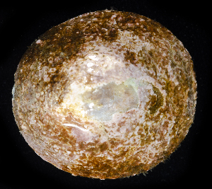  ( - BOIMB_0772)  @11 [ ] CreativeCommons  Attribution Non-Commercial Share-Alike (2019) The Smithsonian Institution The Smithsonian Institution National Museum of Natural History, Department of Invertebrate Zoology