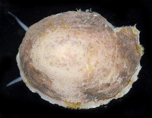  ( - BOIMB_0754)  @11 [ ] CreativeCommons  Attribution Non-Commercial Share-Alike (2019) The Smithsonian Institution The Smithsonian Institution National Museum of Natural History, Department of Invertebrate Zoology