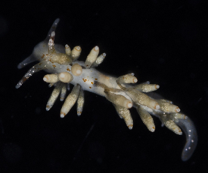  (Eubranchus olivaceus - BOIMB_1168)  @11 [ ] CreativeCommons  Attribution Non-Commercial Share-Alike (2019) The Smithsonian Institution The Smithsonian Institution National Museum of Natural History, Department of Invertebrate Zoology