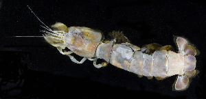  ( - BOIMB_0873)  @11 [ ] CreativeCommons  Attribution Non-Commercial Share-Alike (2019) The Smithsonian Institution The Smithsonian Institution National Museum of Natural History, Department of Invertebrate Zoology