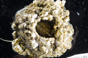  ( - BOIMB_1883)  @11 [ ] CreativeCommons  Attribution Non-Commercial Share-Alike (2019) The Smithsonian Institution The Smithsonian Institution National Museum of Natural History, Department of Invertebrate Zoology