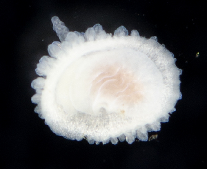  ( - BOIMB_2068)  @11 [ ] CreativeCommons  Attribution Non-Commercial Share-Alike (2019) The Smithsonian Institution The Smithsonian Institution National Museum of Natural History, Department of Invertebrate Zoology