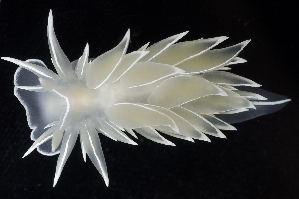  ( - BOIMB_2104)  @11 [ ] CreativeCommons  Attribution Non-Commercial Share-Alike (2019) The Smithsonian Institution The Smithsonian Institution National Museum of Natural History, Department of Invertebrate Zoology