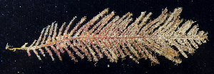  ( - BOIMB_1720)  @11 [ ] CreativeCommons  Attribution Non-Commercial Share-Alike (2019) The Smithsonian Institution The Smithsonian Institution National Museum of Natural History, Department of Invertebrate Zoology