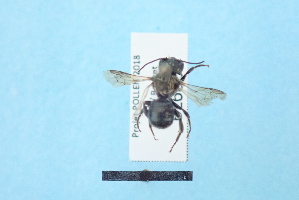  ( - BL1800680)  @12 [ ] Pollen (2018) Christophe Bouget EFNO IRSTEA