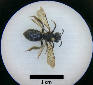  ( - MB00095)  @11 [ ] Pollen (2017) Mathilde Baude University of Orleans