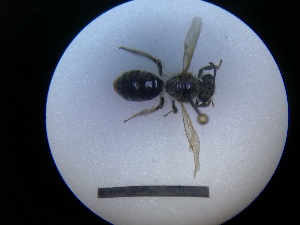  ( - MB00310)  @12 [ ] Pollen (2018) Mathilde Baude University of Orleans