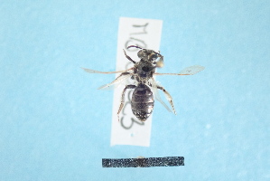  ( - MB00323)  @12 [ ] Pollen (2018) Mathilde Baude University of Orleans