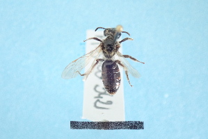  ( - MB00342)  @12 [ ] Pollen (2018) Mathilde Baude University of Orleans