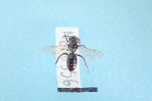  ( - MB00356)  @12 [ ] Pollen (2018) Mathilde Baude University of Orleans