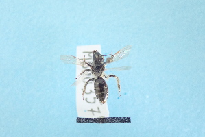  ( - MB00357)  @12 [ ] Pollen (2018) Mathilde Baude University of Orleans