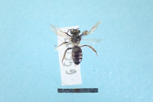  ( - MB00359)  @12 [ ] Pollen (2018) Mathilde Baude University of Orleans