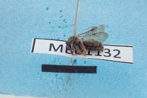  ( - MB01132)  @11 [ ] Pollen (2018) Mathilde Baude University of Orleans
