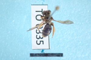  ( - TO1800335)  @11 [ ] Pollen (2018) Carlos Lopez-Vaamonde University of Tours
