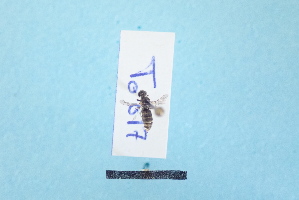  ( - TO1800617)  @11 [ ] Pollen (2018) Carlos Lopez-Vaamonde University of Tours