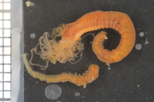 (Eupolymnia nesidensis - ZMBN_95843)  @14 [ ] CreativeCommons - Attribution Non-Commercial Share-Alike (2015) University of Bergen University of Bergen, Natural History Collections