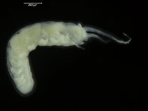  ( - ICEAGE_Eunicida18)  @11 [ ] CreativeCommons - Attribution Non-Commercial Share-Alike (2016) UoB University of Bergen, Natural History Collections