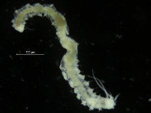  (Paradiopatra sp - ICEAGE_Eunicida27)  @11 [ ] CreativeCommons - Attribution Non-Commercial Share-Alike (2016) UoB University of Bergen, Natural History Collections