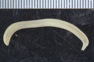  (Ophelina bowitzi - ICEAGE_POLY_02)  @11 [ ] CreativeCommons - Attribution Non-Commercial Share-Alike (2016) UoB University of Bergen, Natural History Collections
