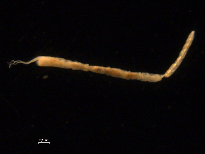  ( - UMBergen_NB_amphar48)  @12 [ ] CreativeCommons - Attribution Non-Commercial Share-Alike (2012) Unspecified University of Bergen, Natural History Collections