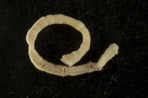  ( - UMBergen_NB_mald07)  @13 [ ] CreativeCommons - Attribution Non-Commercial Share-Alike (2013) Unspecified University of Bergen, Natural History Collections