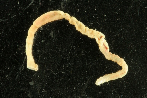  ( - UMBergen_NB_mald08)  @11 [ ] CreativeCommons - Attribution Non-Commercial Share-Alike (2013) Unspecified University of Bergen, Natural History Collections