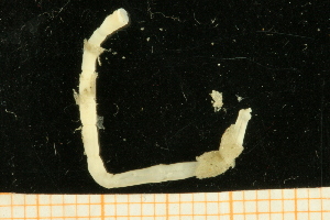  ( - UMBergen_NB_mald107)  @11 [ ] CreativeCommons - Attribution Non-Commercial Share-Alike (2013) Unspecified University of Bergen, Natural History Collections