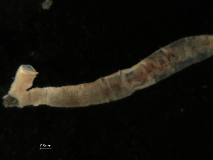  ( - UMBergen_NB_mald118)  @13 [ ] CreativeCommons - Attribution Non-Commercial Share-Alike (2013) Unspecified University of Bergen, Natural History Collections