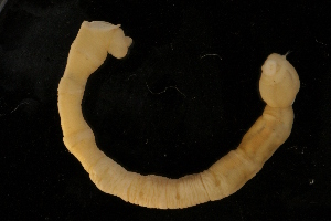  ( - UMBergen_NB_mald23)  @13 [ ] CreativeCommons - Attribution Non-Commercial Share-Alike (2013) Unspecified University of Bergen, Natural History Collections