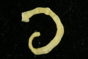  ( - UMBergen_NB_mald47)  @11 [ ] CreativeCommons - Attribution Non-Commercial Share-Alike (2013) Unspecified University of Bergen, Natural History Collections