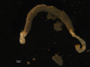  ( - UMBergen_NB_mald79)  @11 [ ] CreativeCommons - Attribution Non-Commercial Share-Alike (2013) Unspecified University of Bergen, Natural History Collections