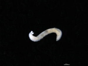  ( - UMBergen_NB_opheli53)  @11 [ ] CreativeCommons - Attribution Non-Commercial Share-Alike (2013) Unspecified University of Bergen, Natural History Collections