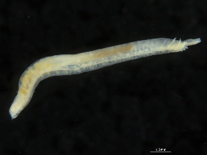  (Ophelina sp. 3 - UMBergen_NB_opheli70)  @11 [ ] CreativeCommons - Attribution Non-Commercial Share-Alike (2013) Unspecified University of Bergen, Natural History Collections