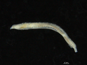  ( - UMBergen_NB_opheli71)  @11 [ ] CreativeCommons - Attribution Non-Commercial Share-Alike (2013) Unspecified University of Bergen, Natural History Collections