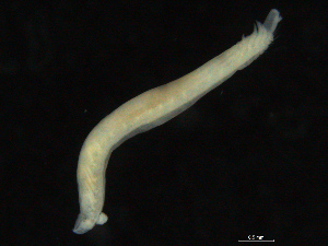  ( - UMBergen_NB_opheli72)  @11 [ ] CreativeCommons - Attribution Non-Commercial Share-Alike (2013) Unspecified University of Bergen, Natural History Collections