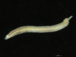  ( - UMBergen_NB_opheli73)  @11 [ ] CreativeCommons - Attribution Non-Commercial Share-Alike (2013) Unspecified University of Bergen, Natural History Collections