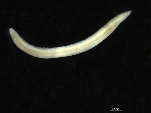  (Ophelina sp. E - UMBergen_NB_opheli74)  @11 [ ] CreativeCommons - Attribution Non-Commercial Share-Alike (2013) Unspecified University of Bergen, Natural History Collections