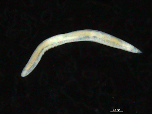  (Ophelina sp. 6 - UMBergen_NB_opheli75)  @11 [ ] CreativeCommons - Attribution Non-Commercial Share-Alike (2013) Unspecified University of Bergen, Natural History Collections