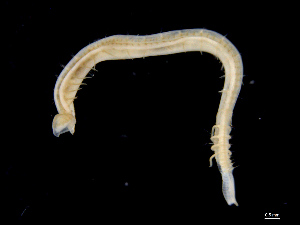  (Ophelina cylindricaudata - UMBergen_NB_opheli84)  @14 [ ] CreativeCommons - Attribution Non-Commercial Share-Alike (2013) Unspecified University of Bergen, Natural History Collections